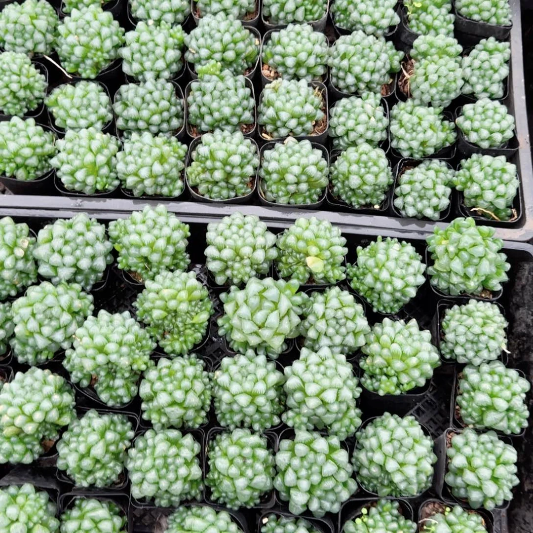 孙氏玉露多肉植物一颗