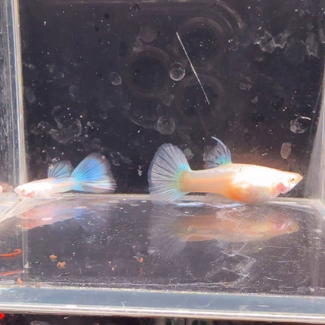 孔雀鱼蓝白缎带1对