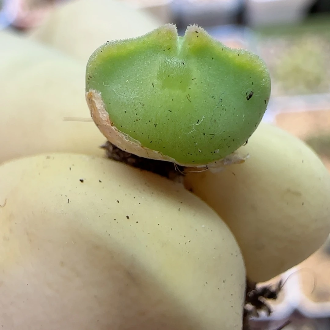 213空蝉福利福利