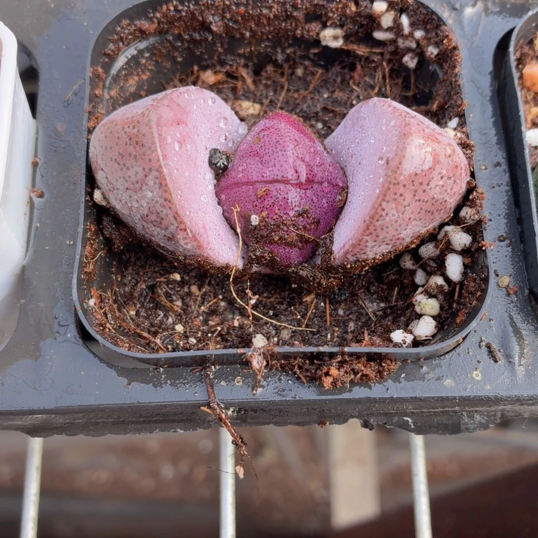 紫元宝多肉9.9包邮发货