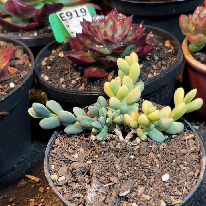 鹿角一物一拍包装收缩花旱