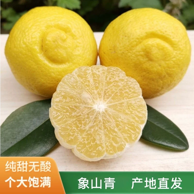 象山柑橘正宗浙江象山青柑橘清甜无酸春香柚应季水果不上火礼盒