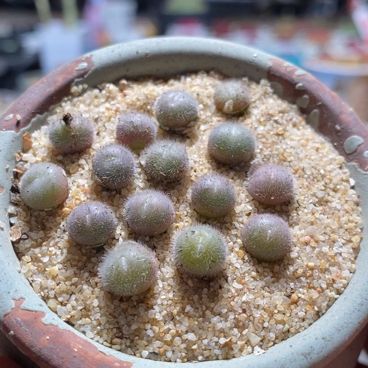 单头毛球一颗一个