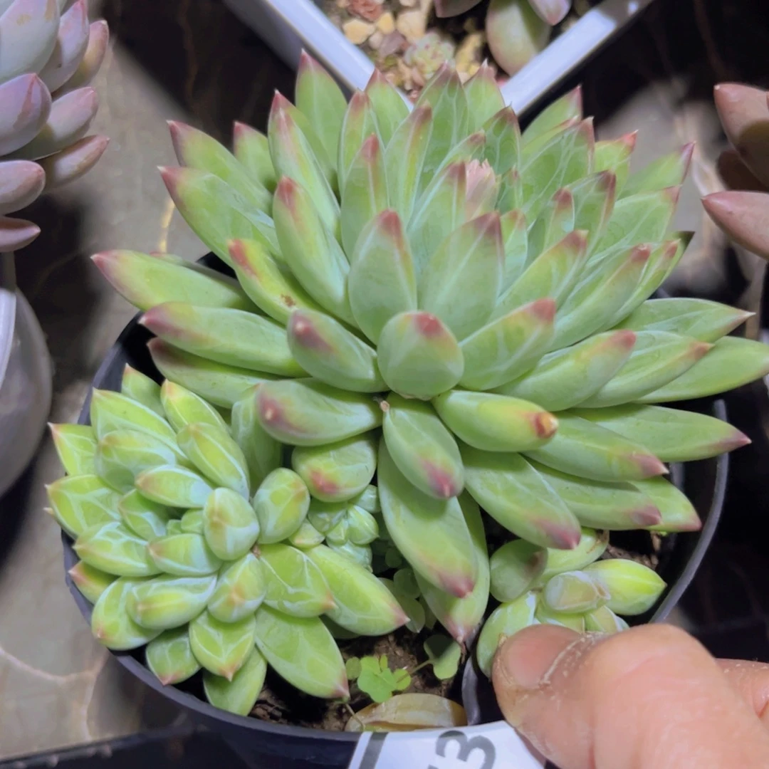 青花瓷0173多肉植物