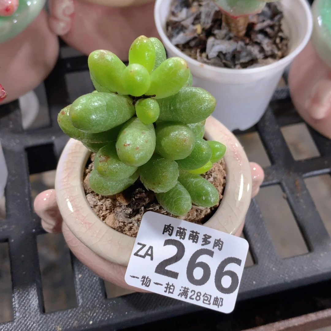 肉萌萌拇指盆精控多肉ZA266