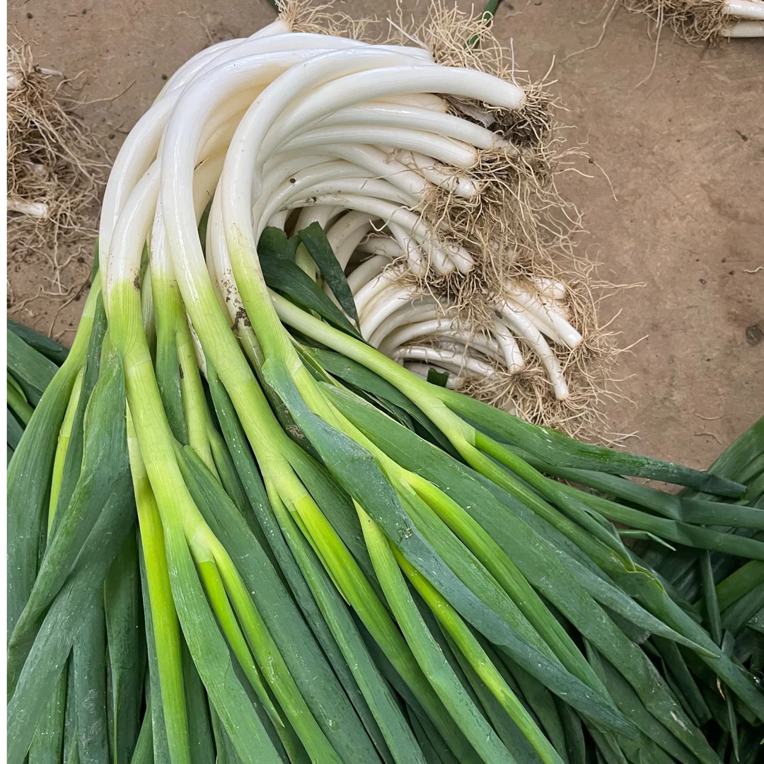 云南新鲜大葱弯大葱新鲜甜脆大葱可栽种子特产蔬菜香葱头包邮