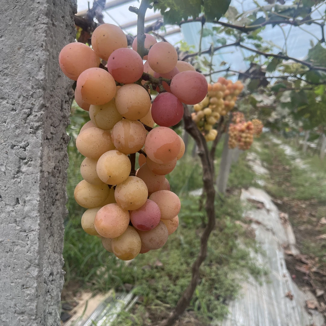 妮娜皇后葡萄鲜果自然果，颜色不好，但是口感非常好，带香味儿
