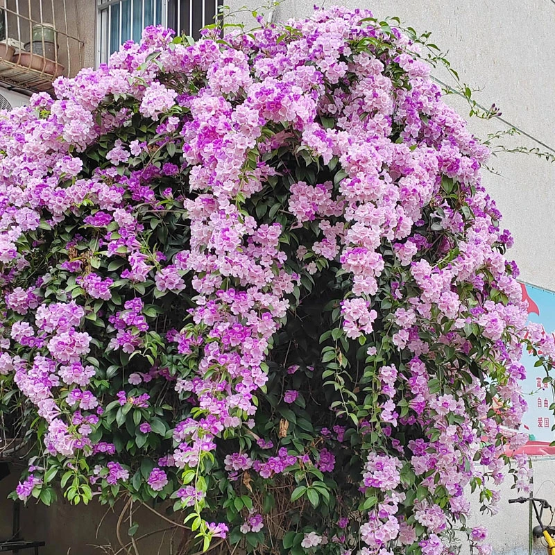 蒜香藤爬藤植物庭院攀援藤本耐热耐寒紫铃藤变色植物好养四季开