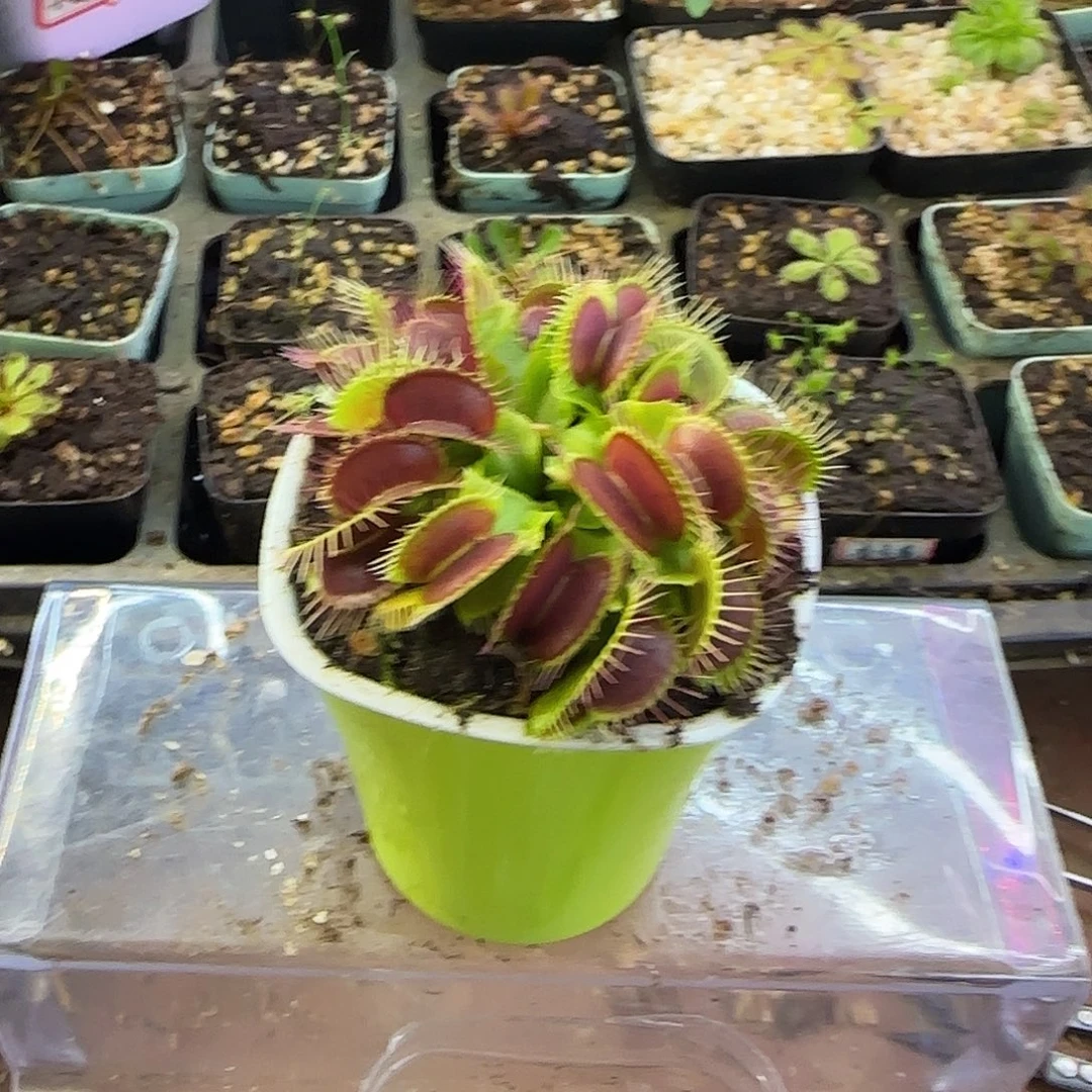 完全开放大嘴捕蝇草