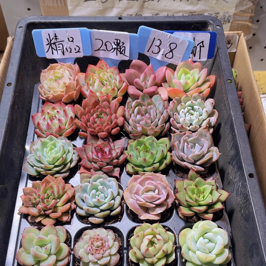 【闪购商品】【量拍】20颗精品多肉约3-5厘米
