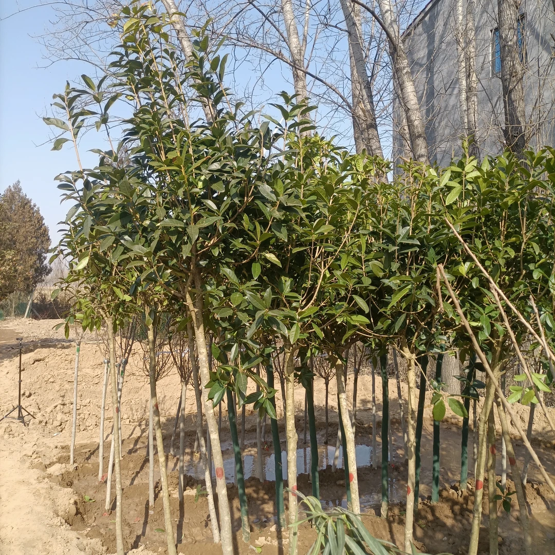 高杆桂花150-180厘米树杆，粗度米径3公分左右