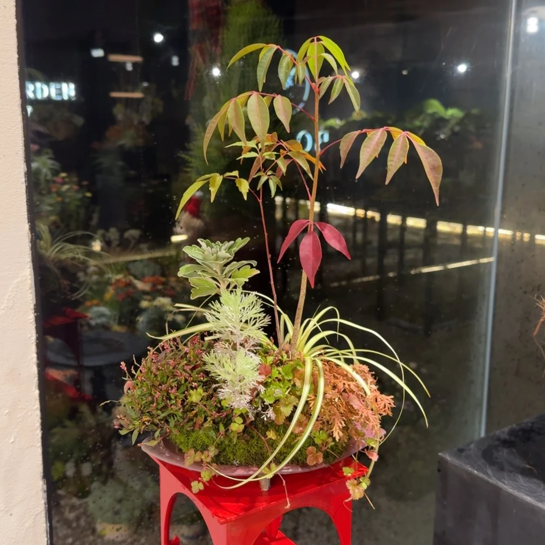 全部花朵山野草手作盆