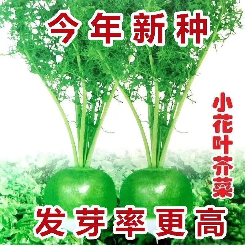 【小花叶芥菜种子】一包也包邮下单送肥料