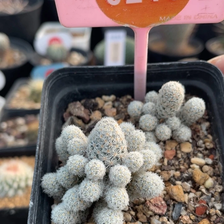 实生群生孤燕丸021000000