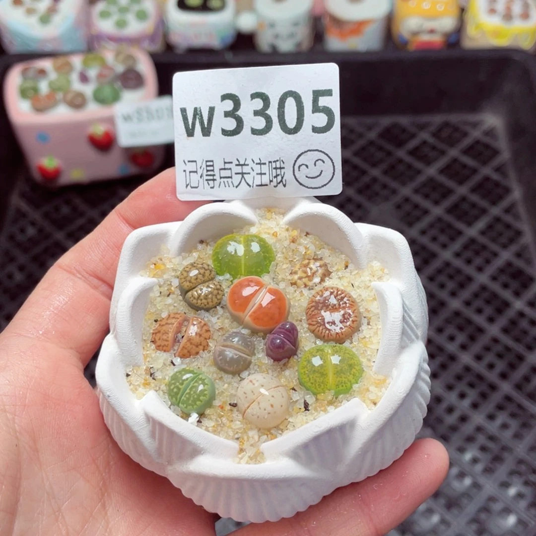 3305--带盆土发货，零下地区拍保温箱