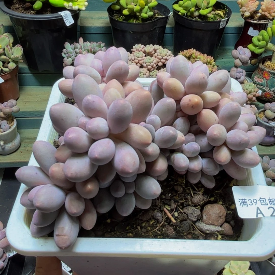 2039汤圆奶酪12cm多肉