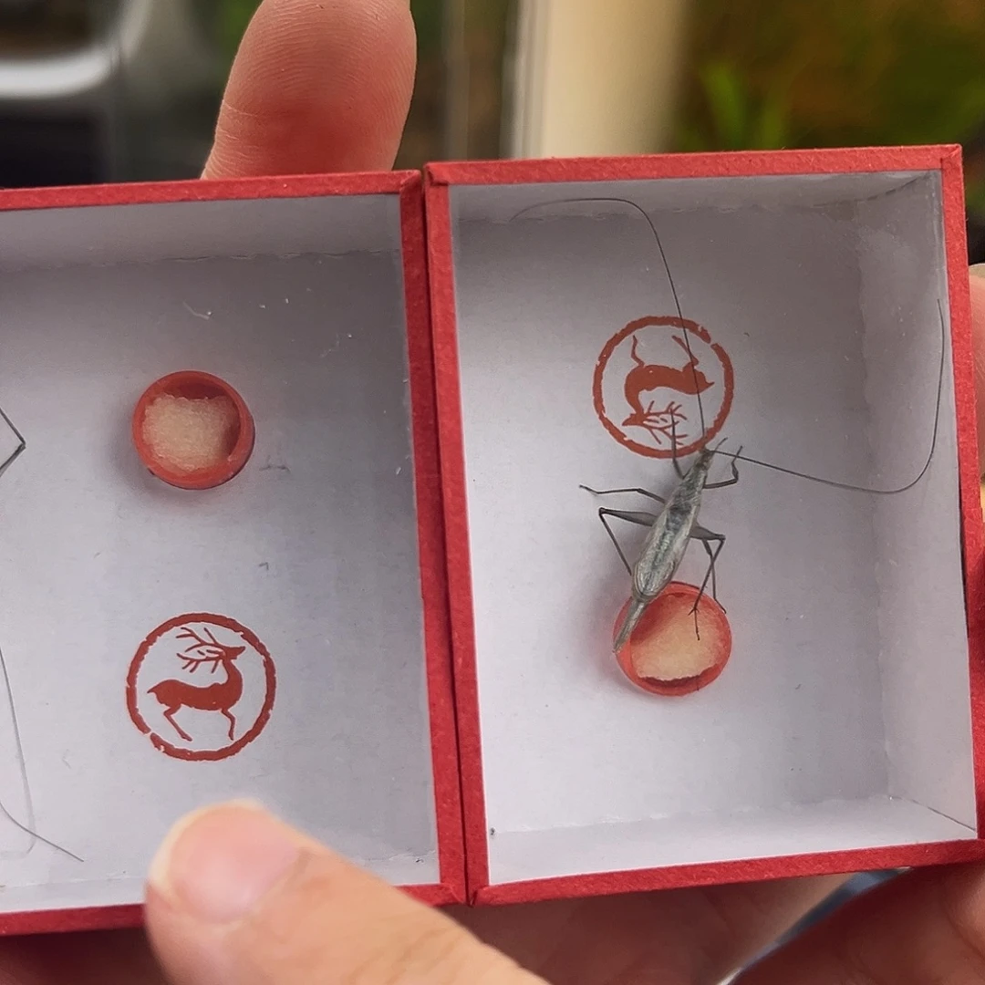 2条精品紫竹哈哈哈哈