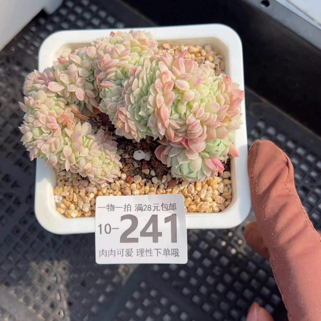 羊脂球缀化多肉单头多肉