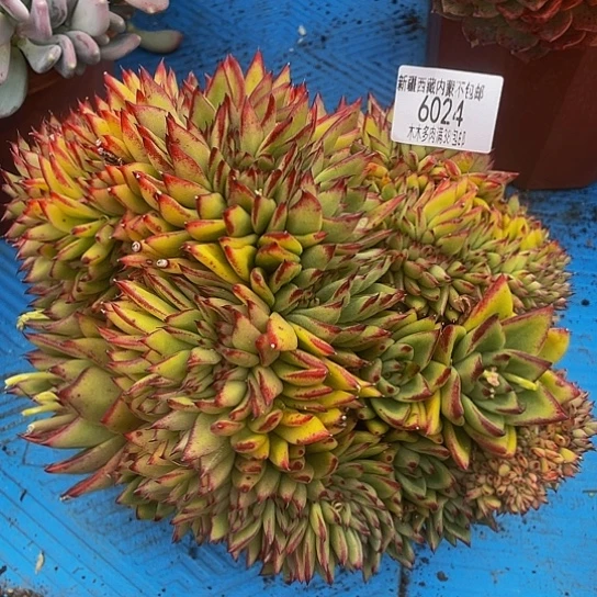 哈****哈东云缀6024多肉