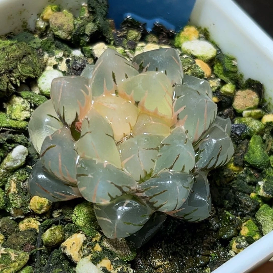 恭喜发财大吉大利511