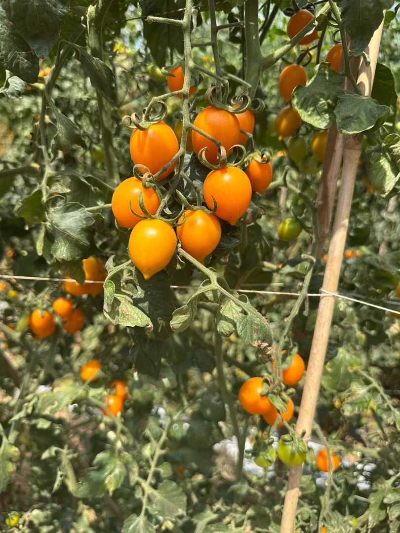 云南元谋现摘露天黄金小番茄黄色圣女果小西红柿水果蔬菜