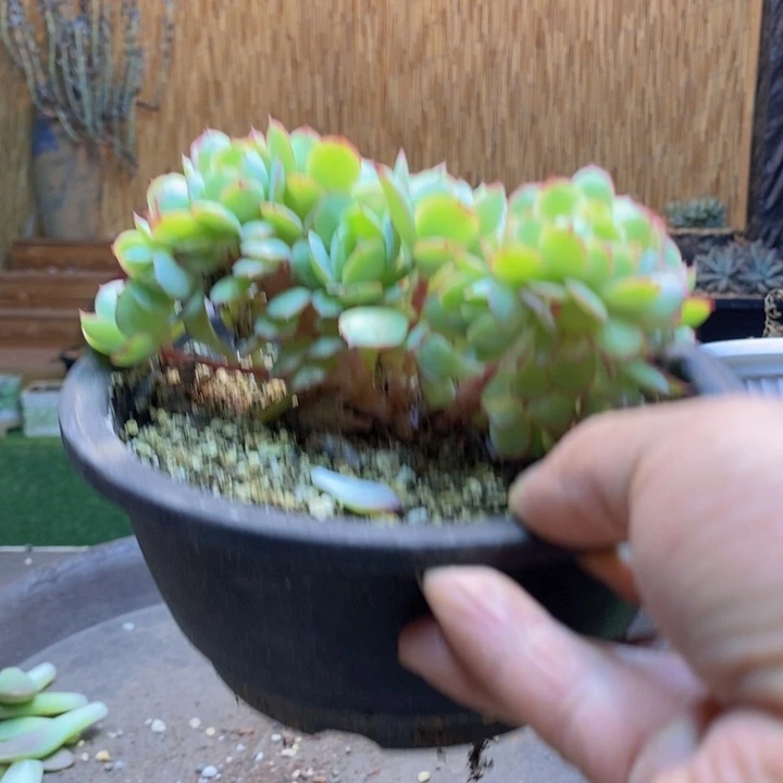 米***蓝31号牡丹亭多肉植物