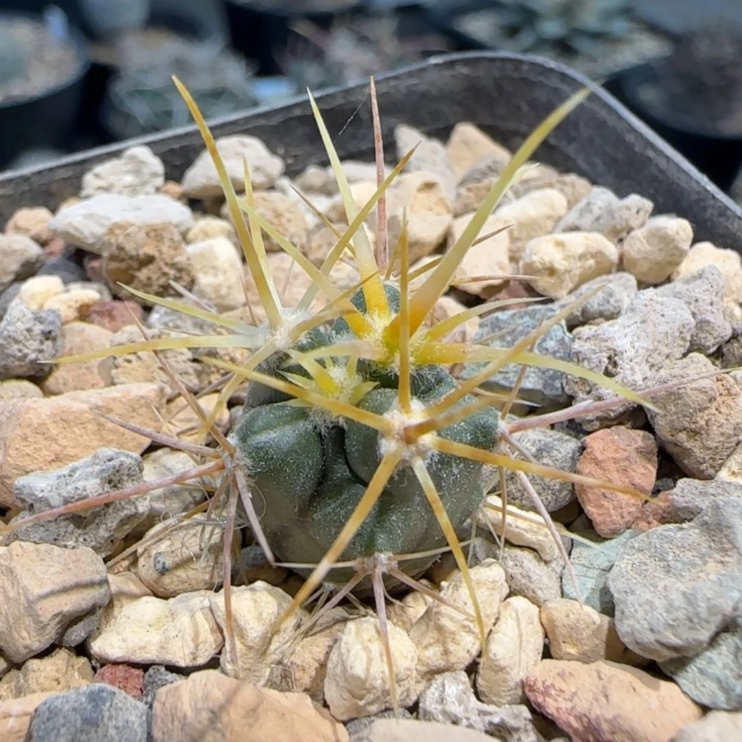 021实生金冠龙多肉多肉1.5