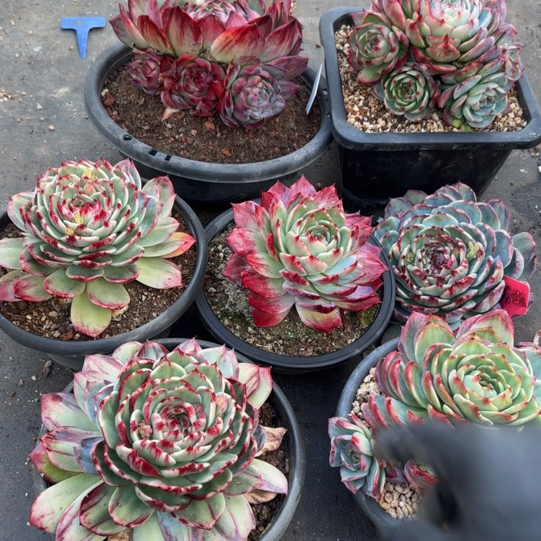 存***姐哈哈哈哈宝贝不好吧宝贝