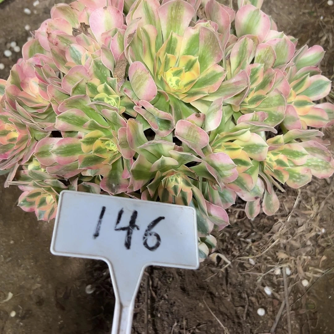 多肉植物粉女郎法师146