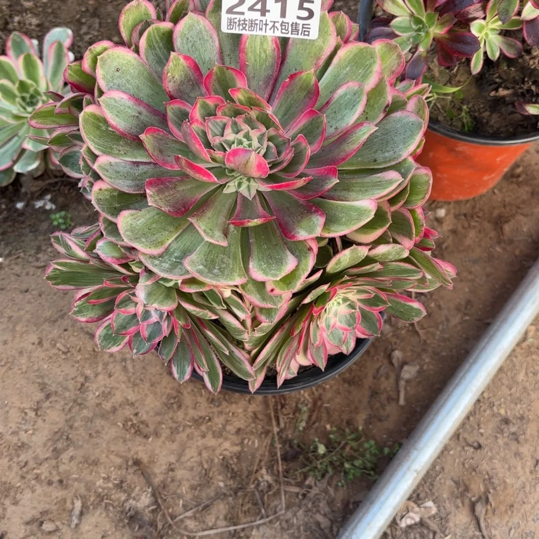 M. 2415孔雀翎多肉12233