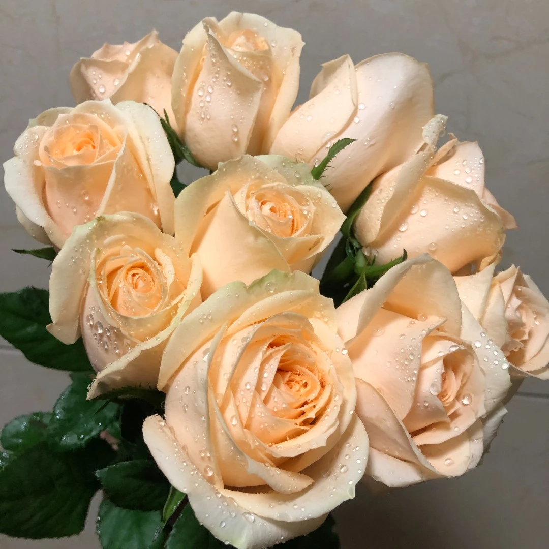 【香槟】昆明玫瑰花树苗老桩当年开花大花浓香月季老根花卉绿植盆栽