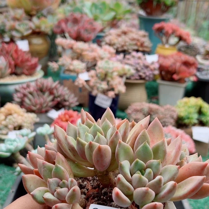 幸运的人会遇到你喜欢幸运的