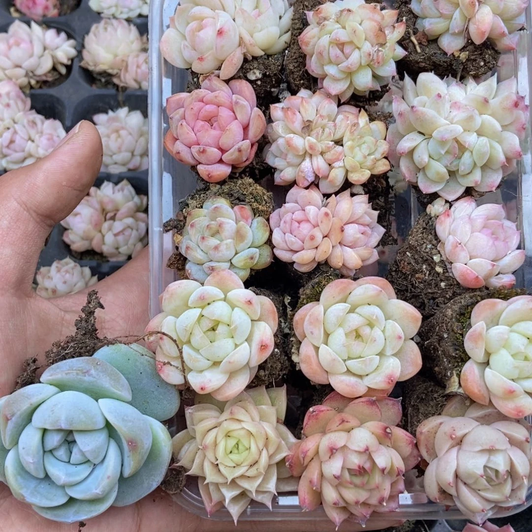 春泥家框拍链接A3