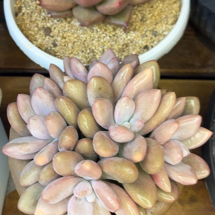 一物一拍，多肉植物。