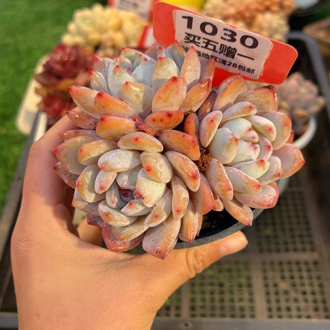 表妹精品多肉1030.