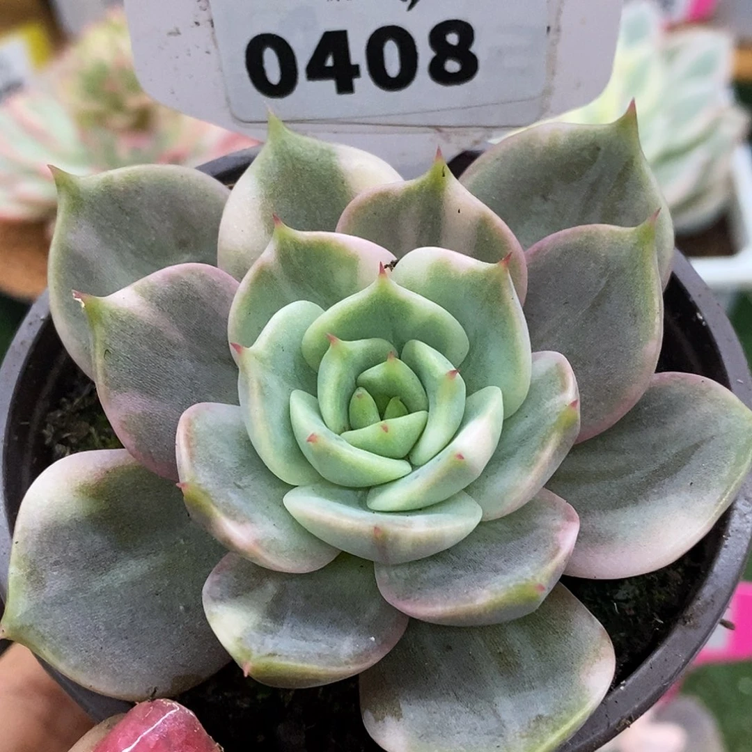 408贝加尔湖话讲哈哈哈哈