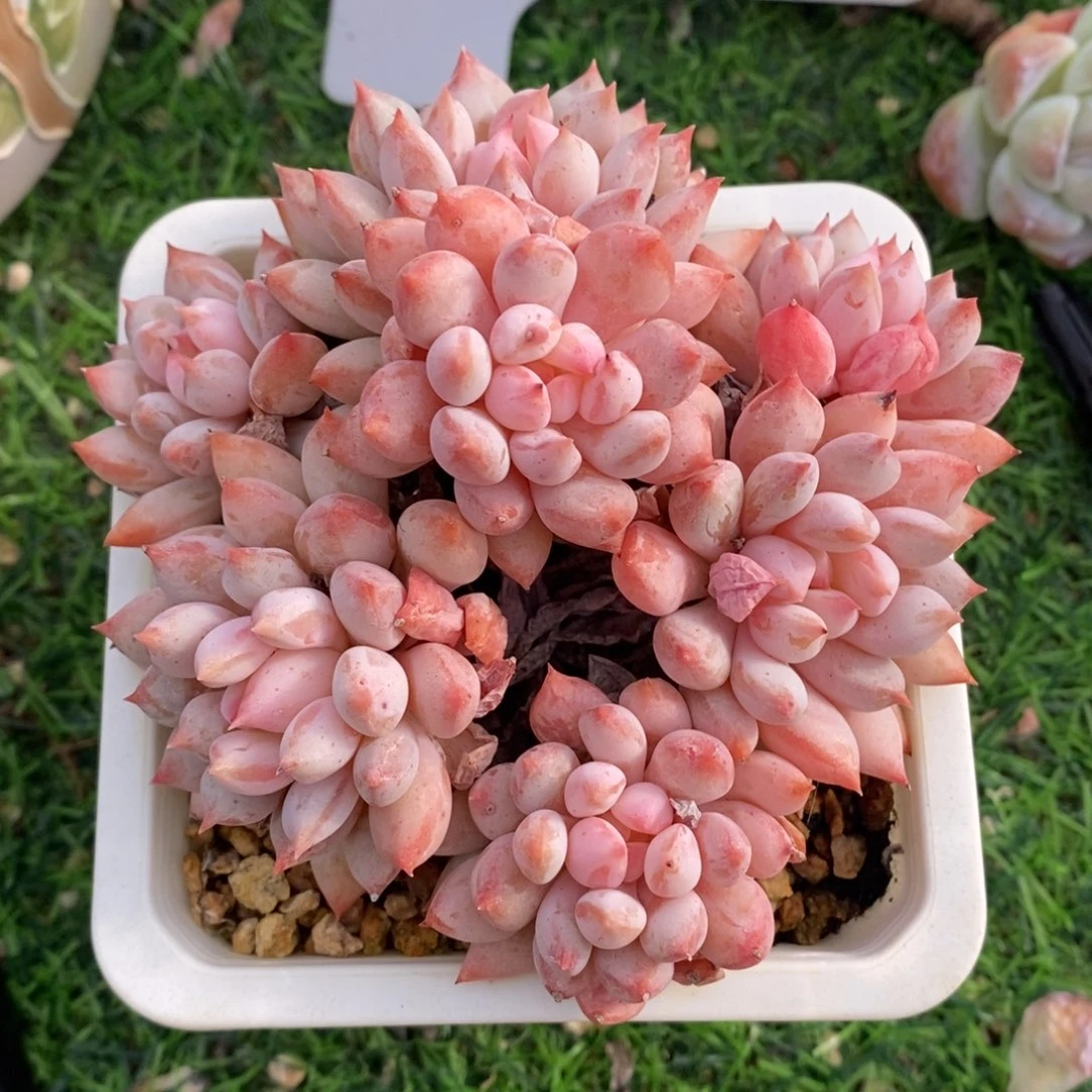 明珠美人一物一拍