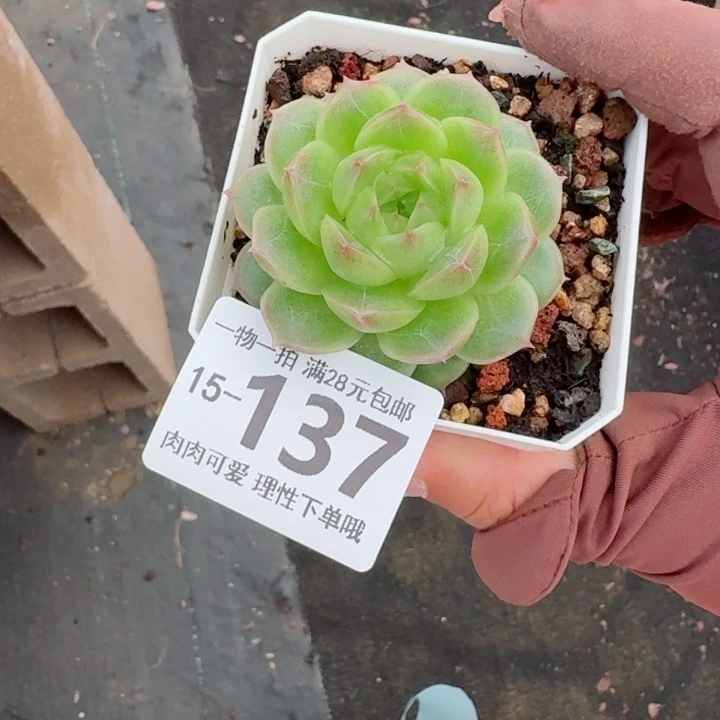 阿祖多肉无盆土发货多