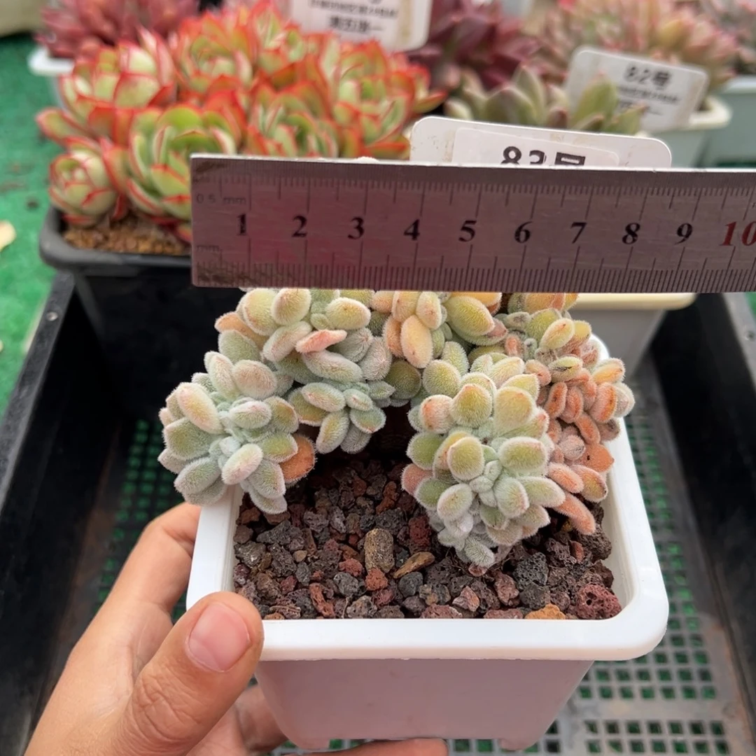 表妹精品多肉植物83.
