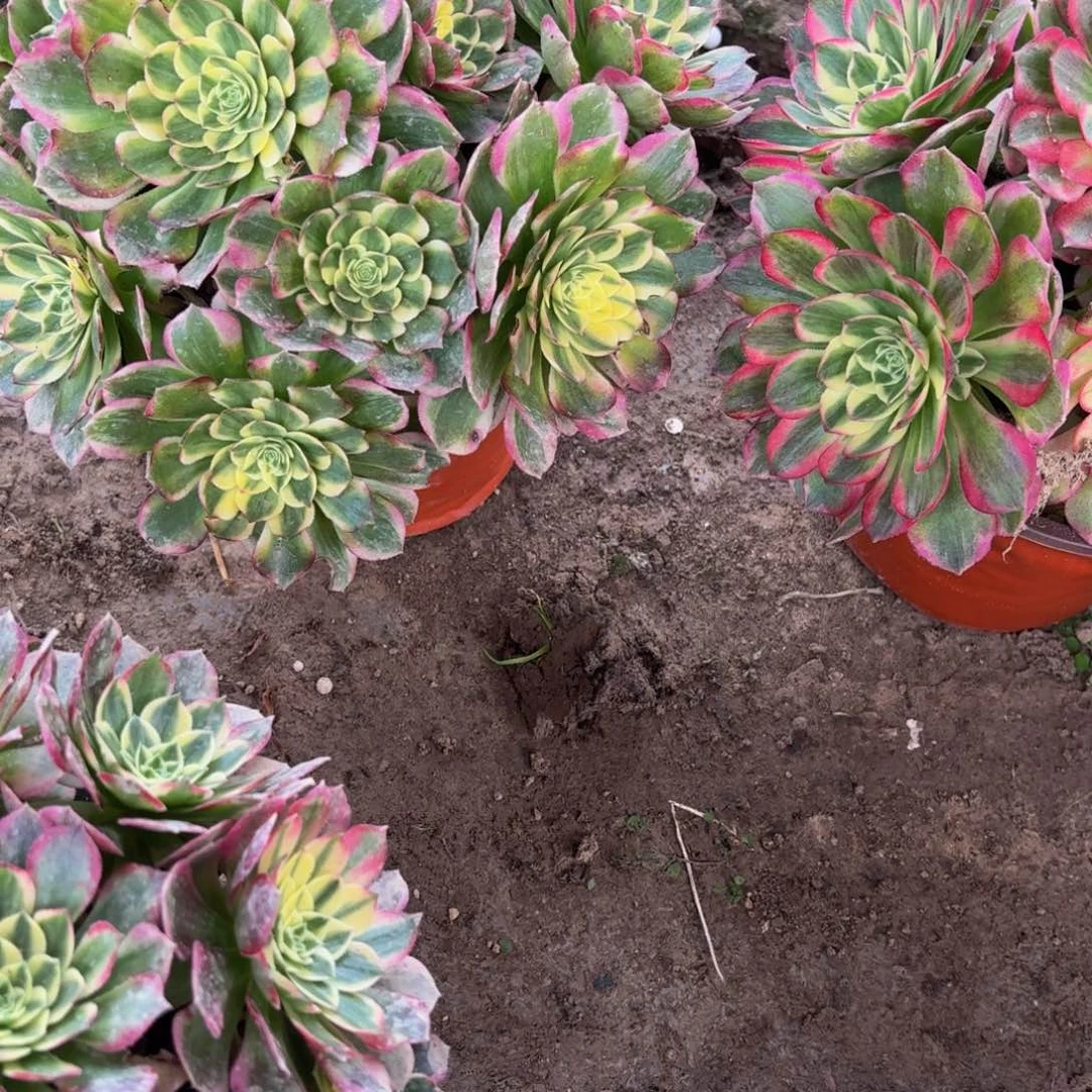 海王多肉植物捧花10多肉