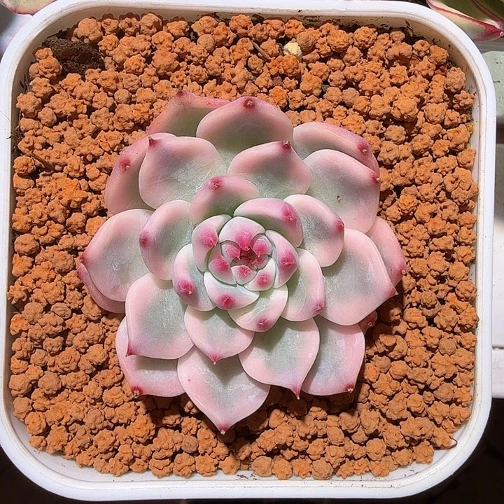 吉娃娃锦多肉植物