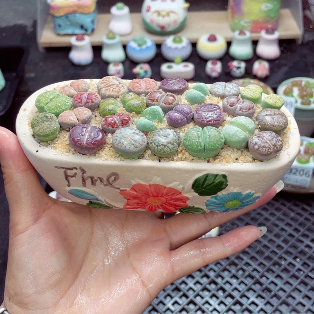 w3210 带盆土发货一物一拍