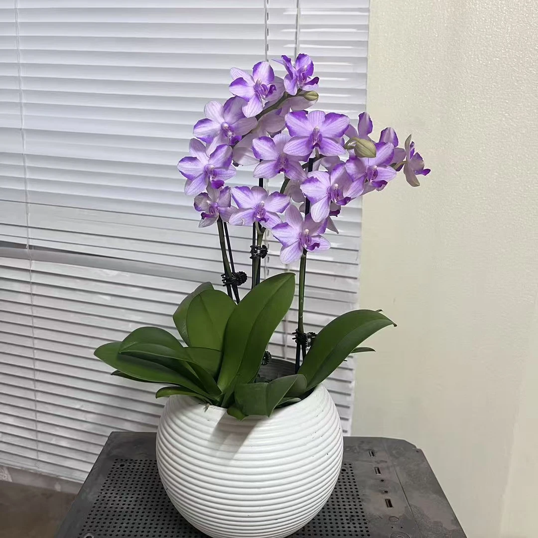 蝴蝶兰【紫水晶】  室内花花 广州基地直发