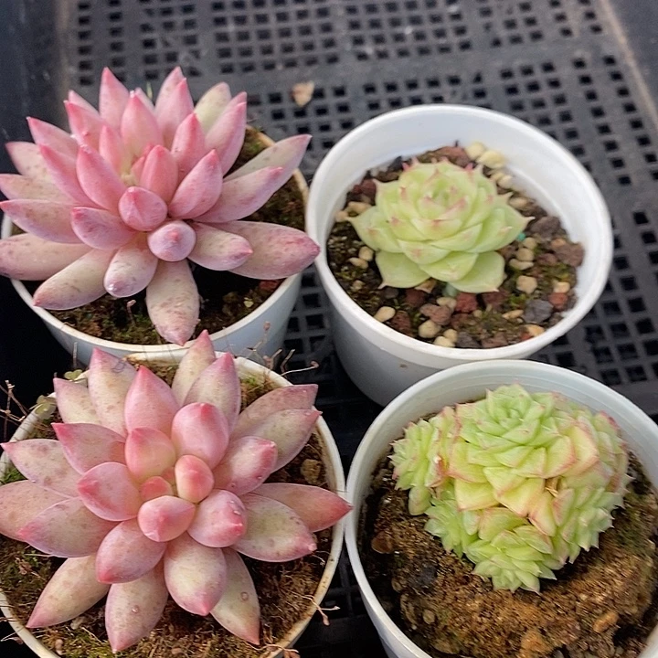 96 多肉植物盆栽花卉