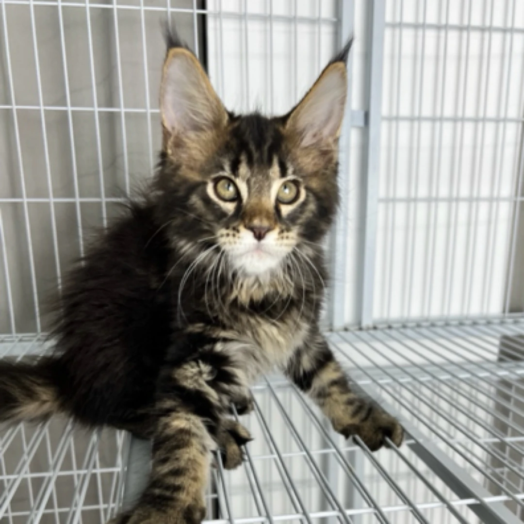 棕虎缅因猫弟弟2个月