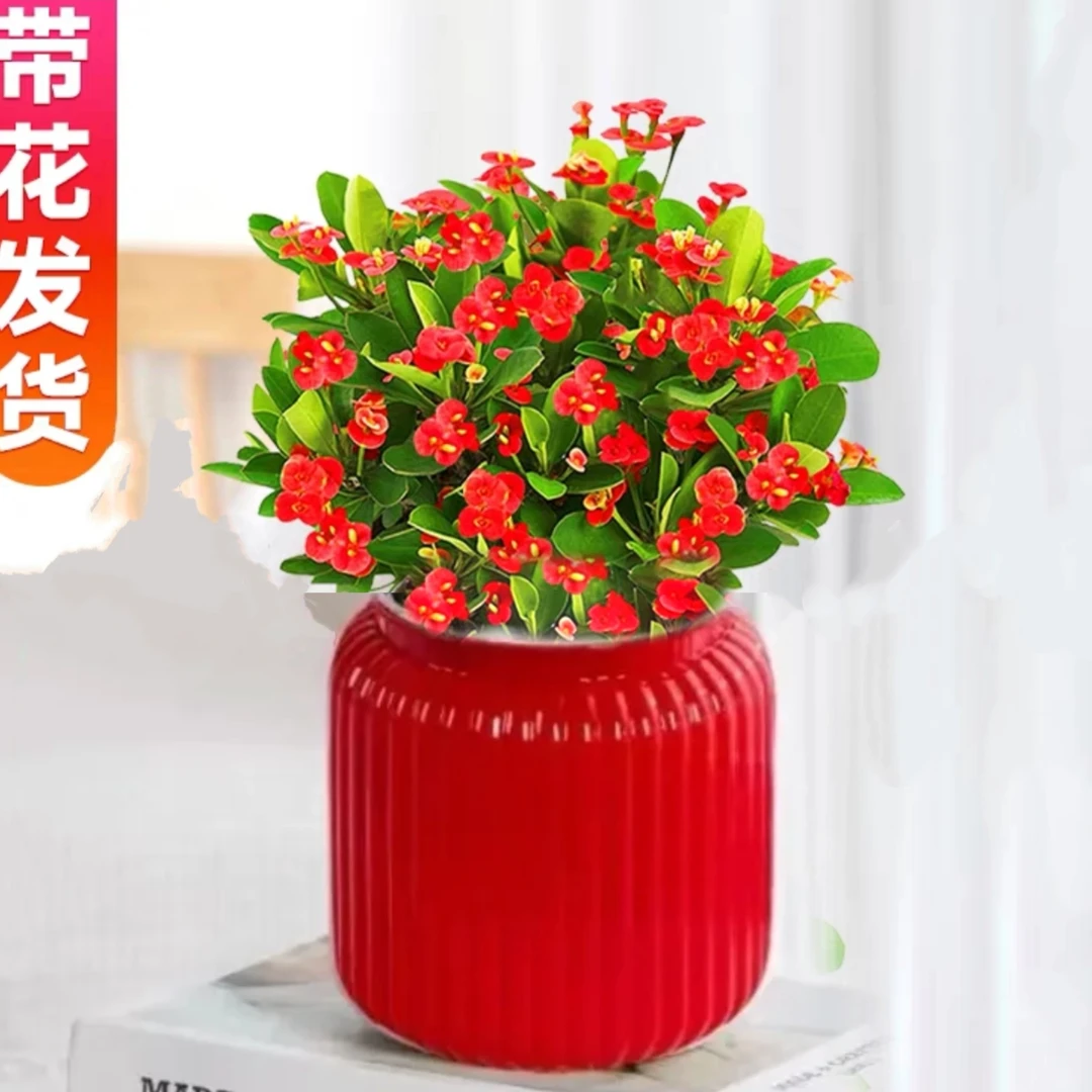 虎刺梅铁海棠盆栽D水培植物吸除甲醛好养四季易活