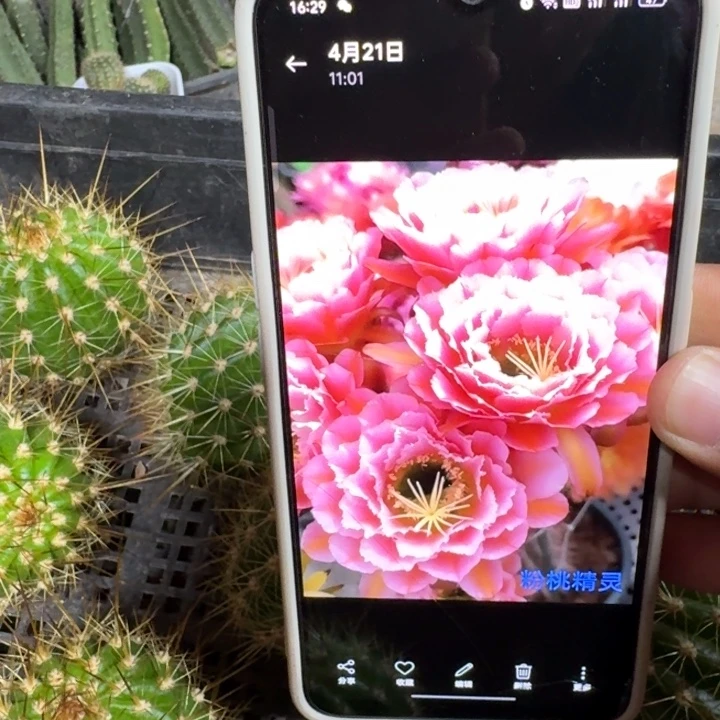 15毛粉桃精灵歪4公分左右无根侧牙，20包邮
