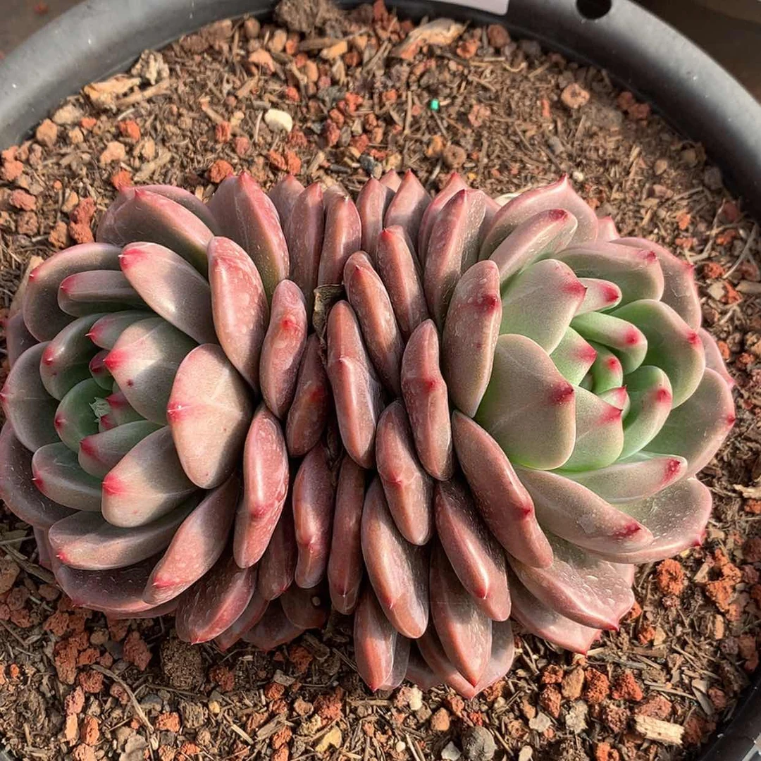 【闪购商品】云20号