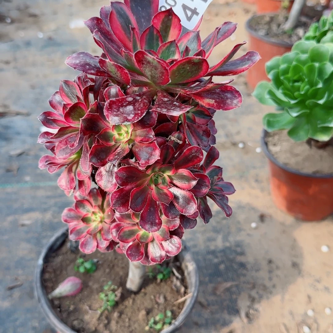 香奶面包415满20包邮断枝不包