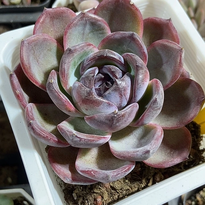 多肉植物黑橙917多肉
